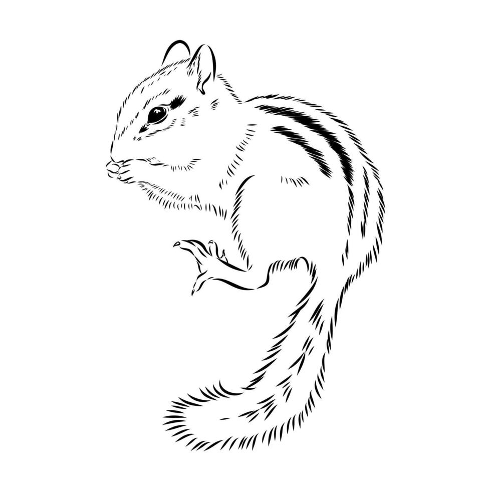 Striped naughty chipmunk sketch vector