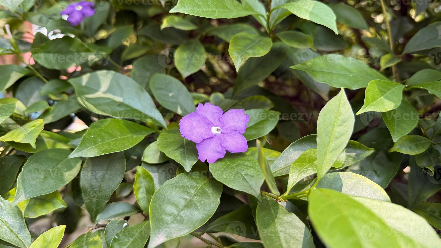 Yesterday Today and Tomorrow Plant Purple Brunfelsia Uniflora Flower Among Green Leaves photo