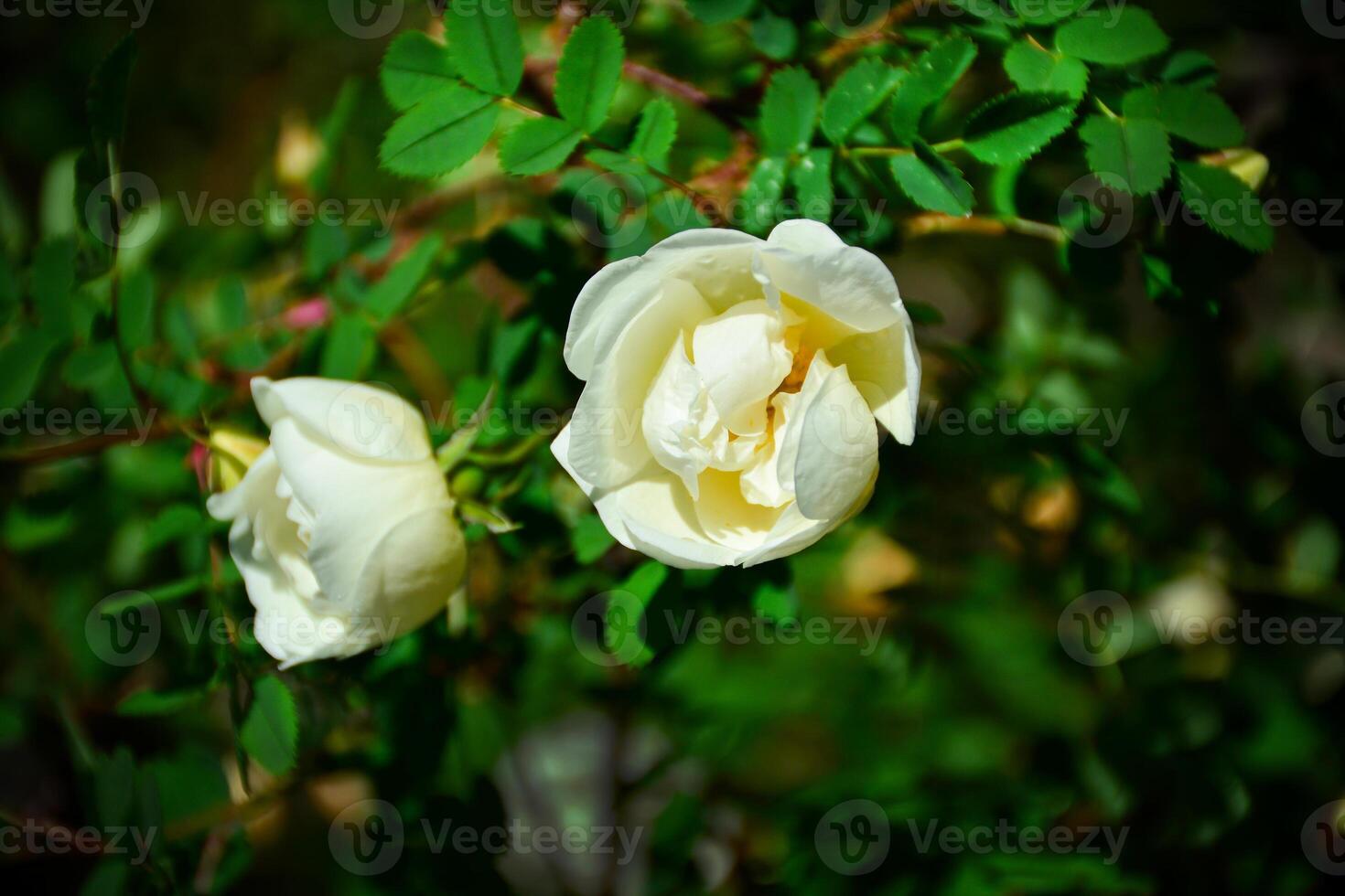 delicate white rose blossoms amongst vibrant green leaves. Floral photography fort floral themed websites, greeting cards, or as a background image for wellness-related content photo