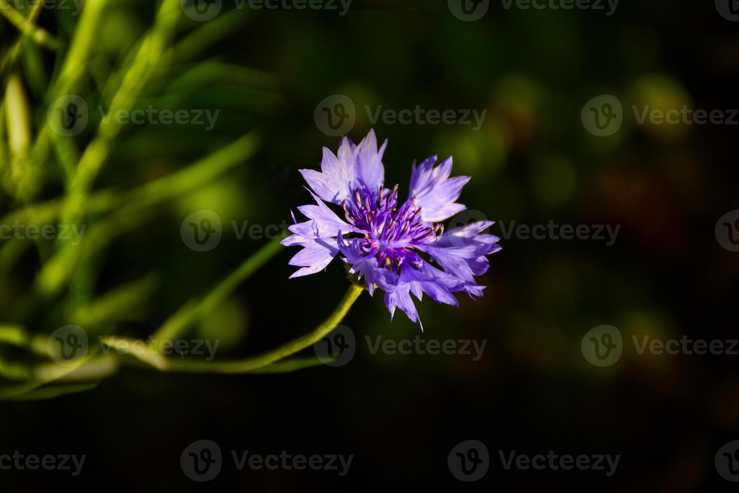vibrant purple cornflower. Wild cornflower in full blooms against blurred dark background. Artistic floral photography for botany, springtime themes, greeting cards, websites, or print projects. photo
