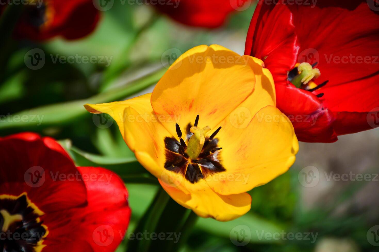 a cheerful yellow tulip in full bloom. Floral photograph for spring themes, floral designs, or nature-related projects photo