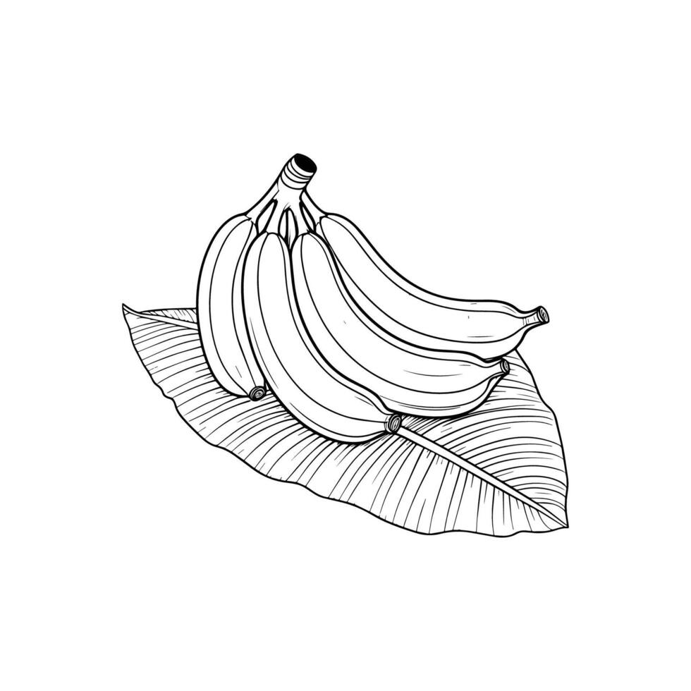 Bunch of Bananas Placed on Banana Leaves vector