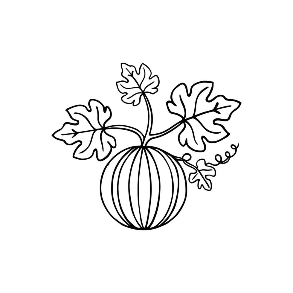 Clean illustration of watermelon vines and fruit vector