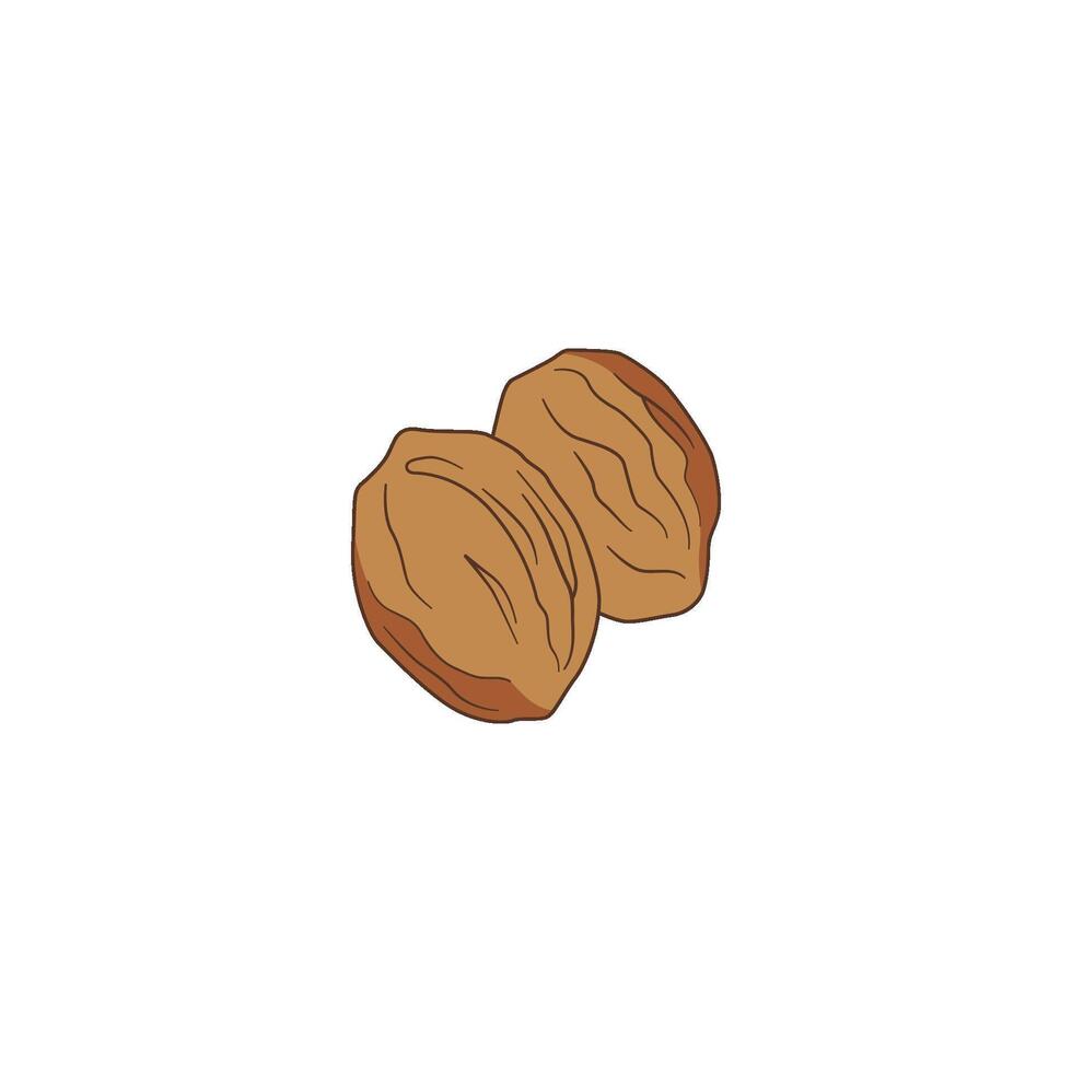 Nutmeg Seed Spice vector