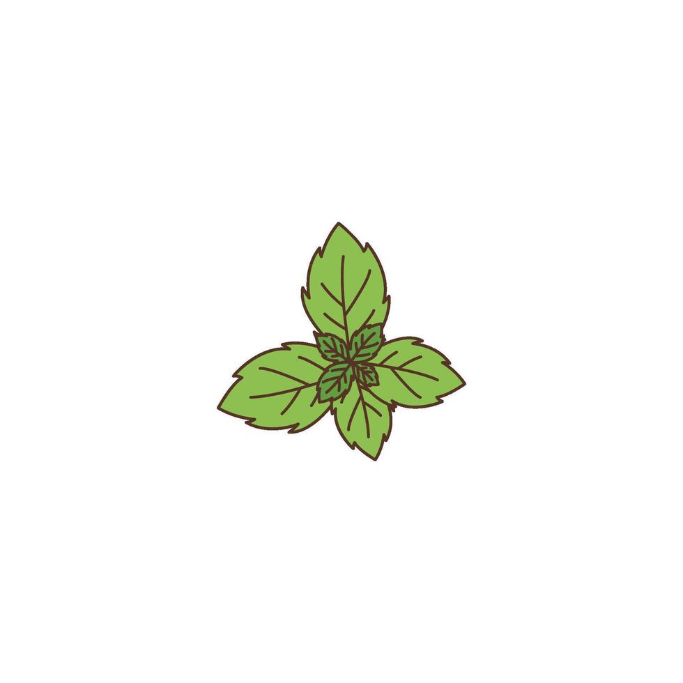 Fresh Mint Leaves vector