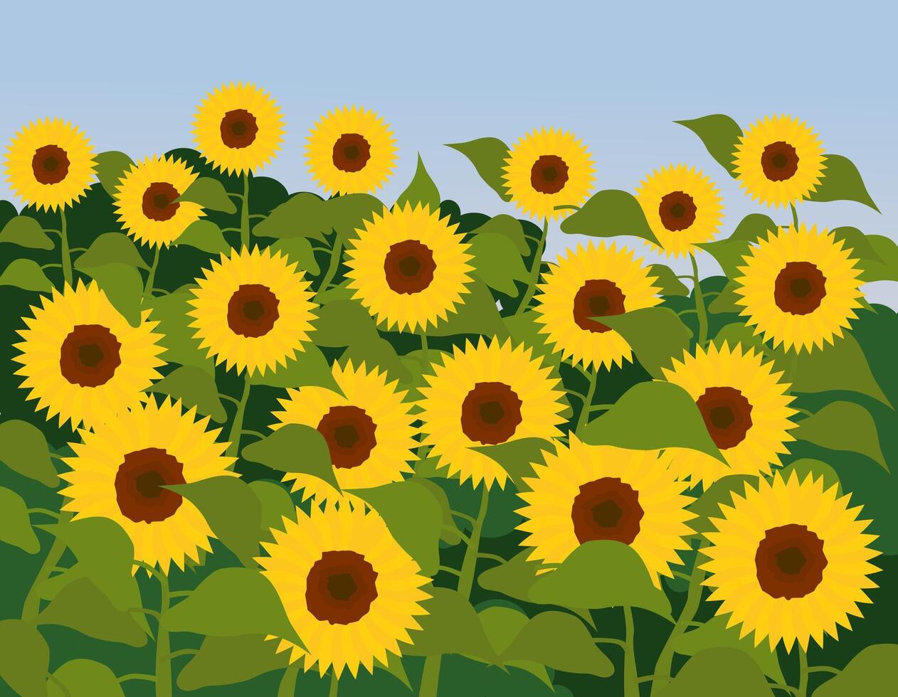 Summer field of sunflowers. Bright illustration of blooming sunflowers of different colors. vector
