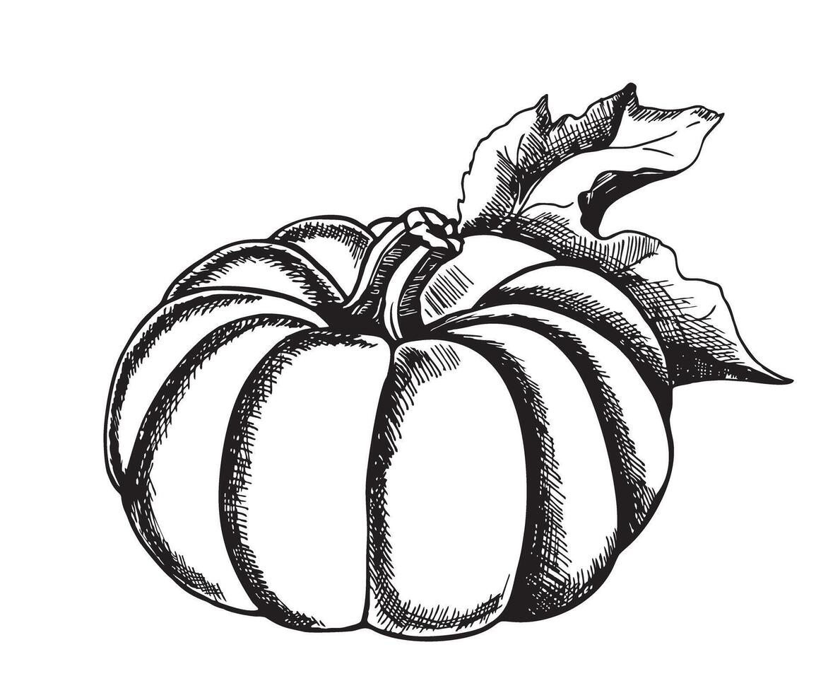 Sketch Pumpkin. Hand drawn of a pumpkin with tops. Engraving autumn. Harvest for cooking. vector