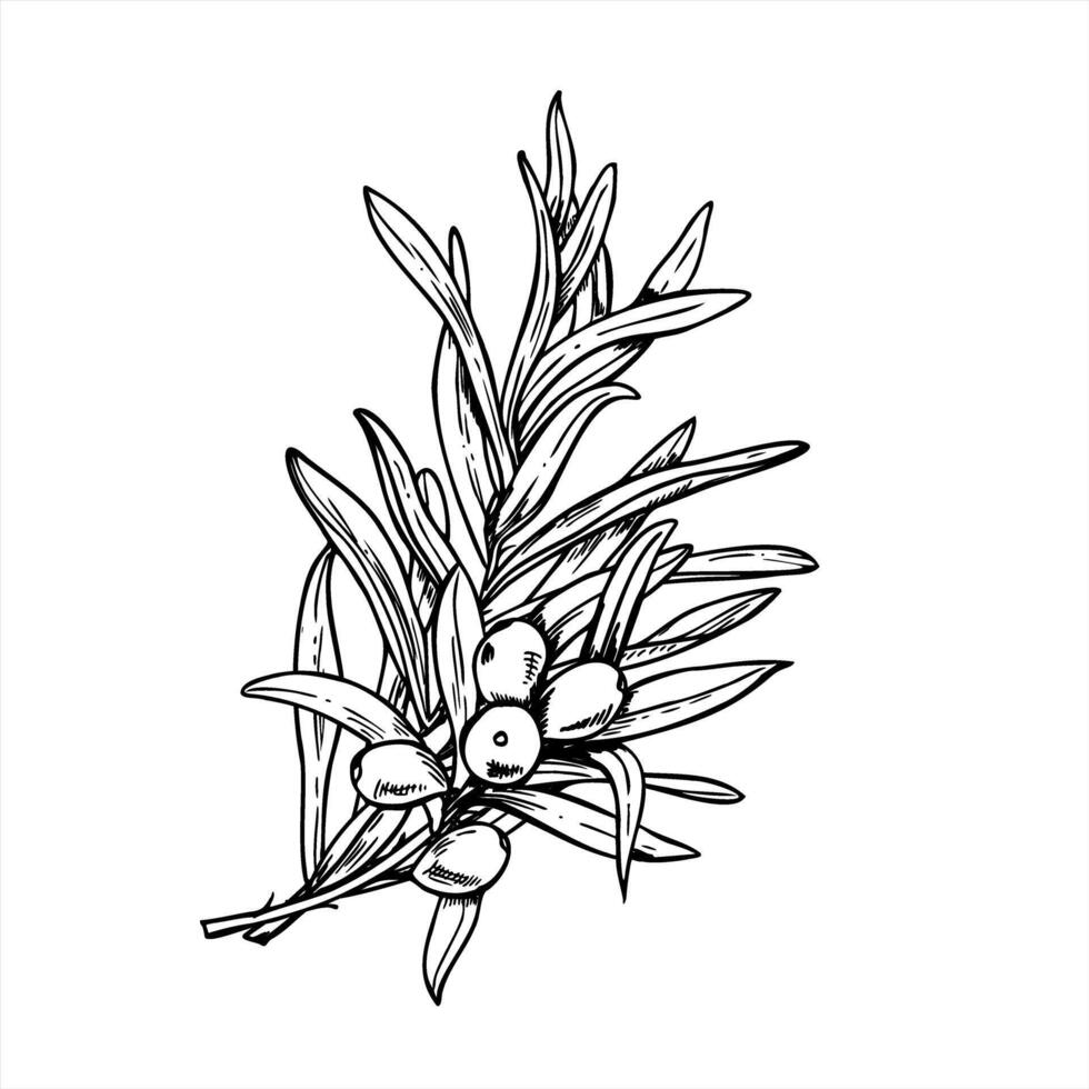 Black and white illustration of sea buckthorn branch with berries and leaves painted by inks. Baltic sallow thorn berry line art for organic cosmetics, healthy food labels, vitamin supplements vector