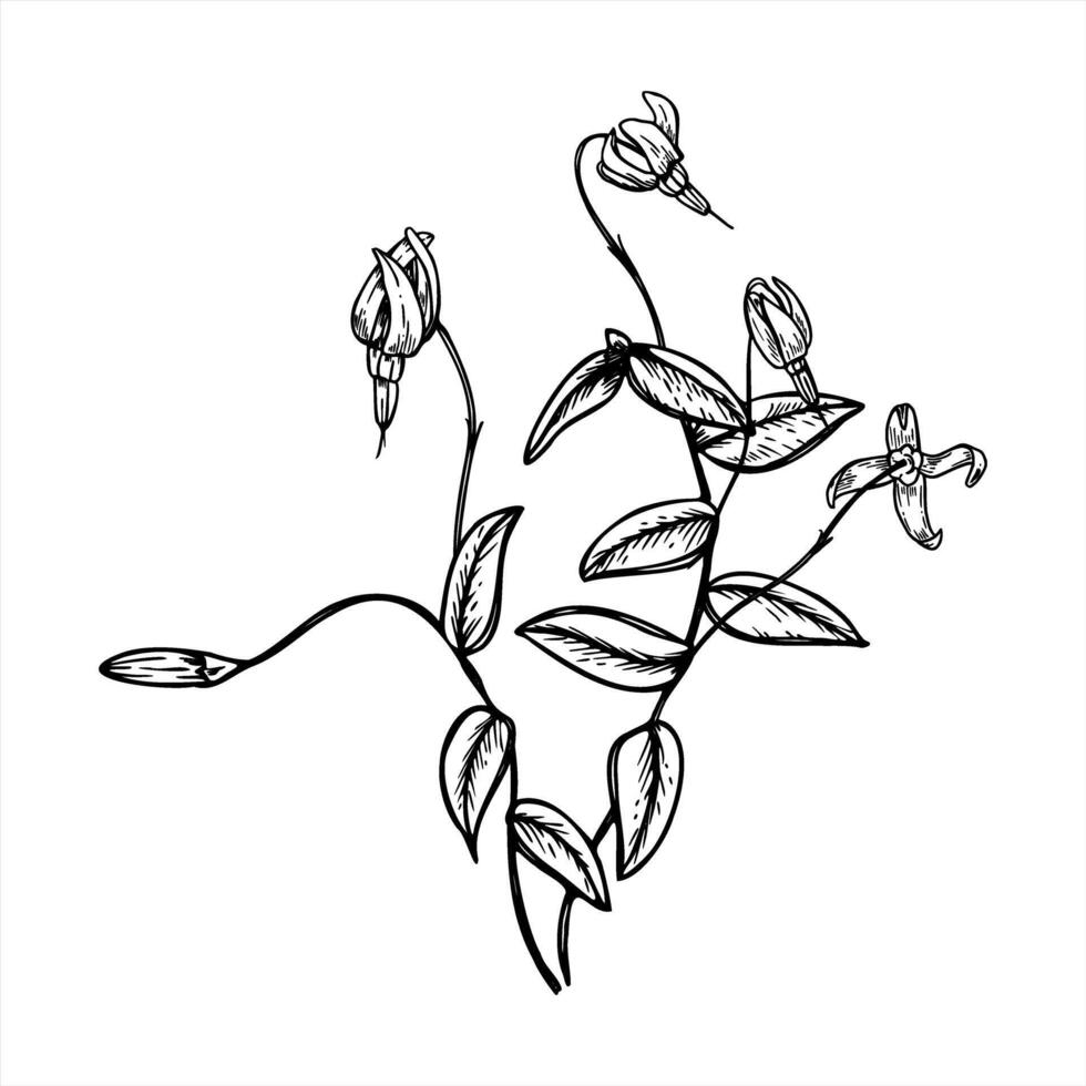 Blooming bog cranberry plant with flowers and leaves monochrome isolated illustration painted by black inks. Wild marsh berries for botanical guides, eco packaging, herbal product label vector