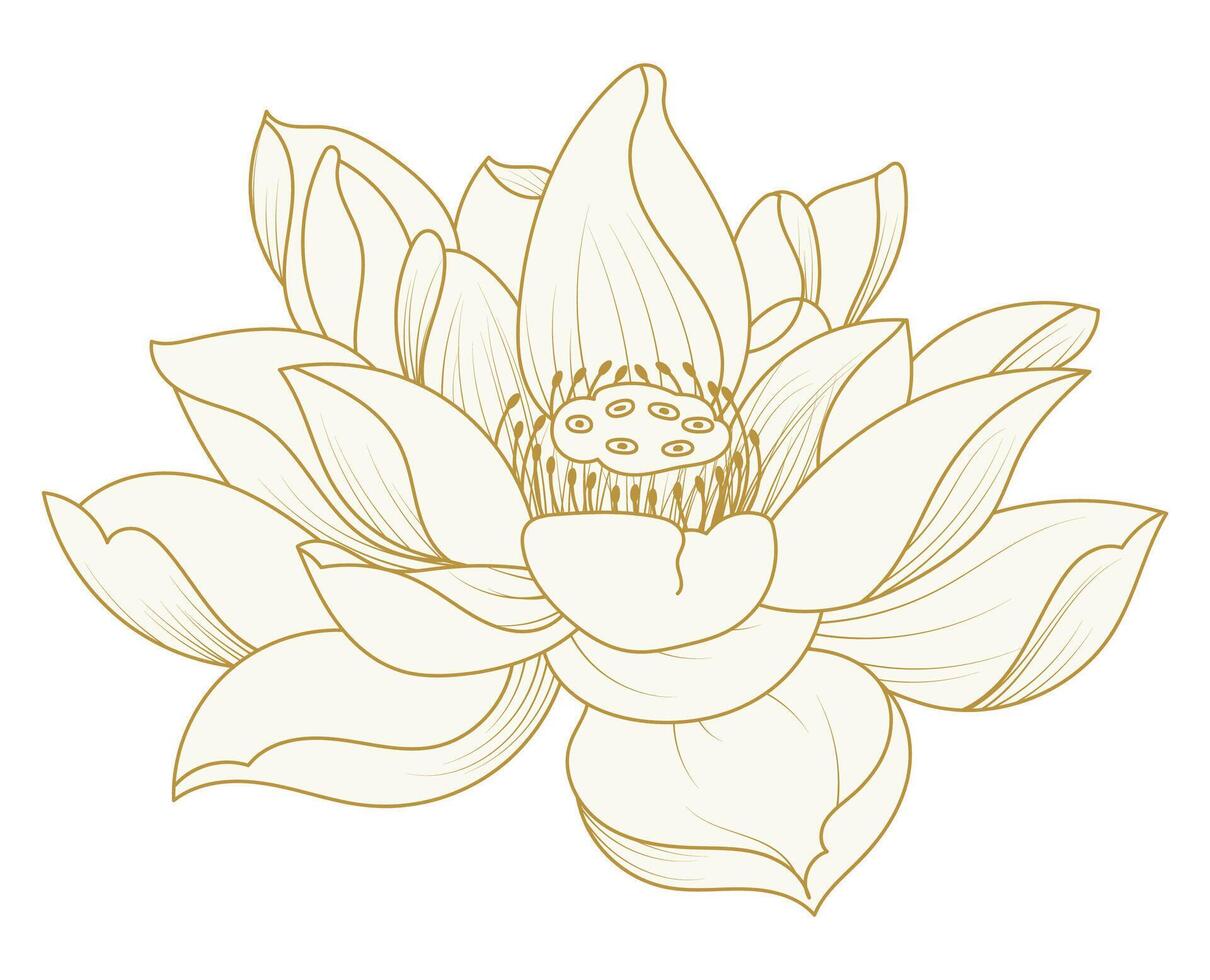 Golden Lotus Lines, Vintage Ornamental Flowers, Flower Lines vector