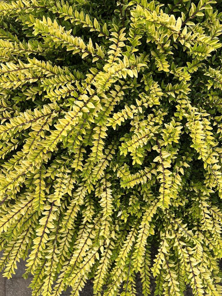 Garden Privet Ligustrum foliage with yellow and green variegated leaves, used as ornamental plant in landscaping. The leaves dense texture makes it ideal for a nature background or organic pattern. photo
