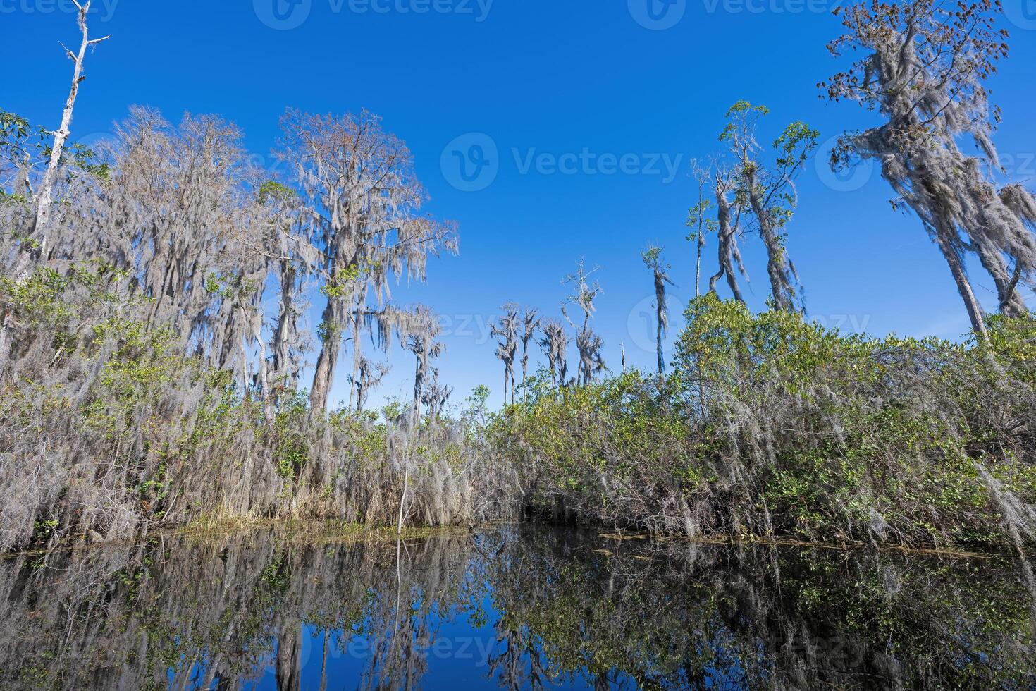River Channel in a Cypress Swamp photo