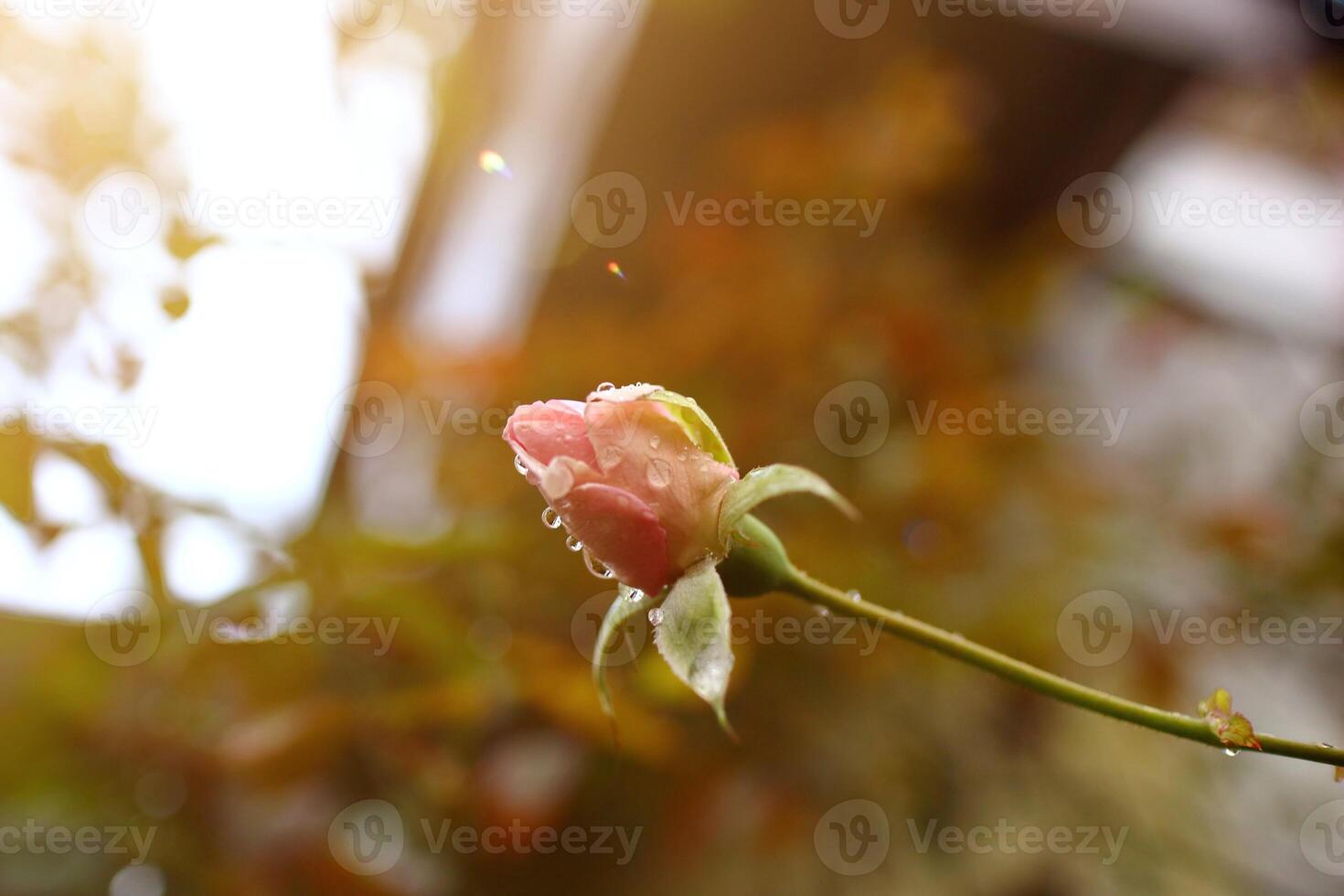 Small rose buds after rain with soft and warm morning sunlight photo