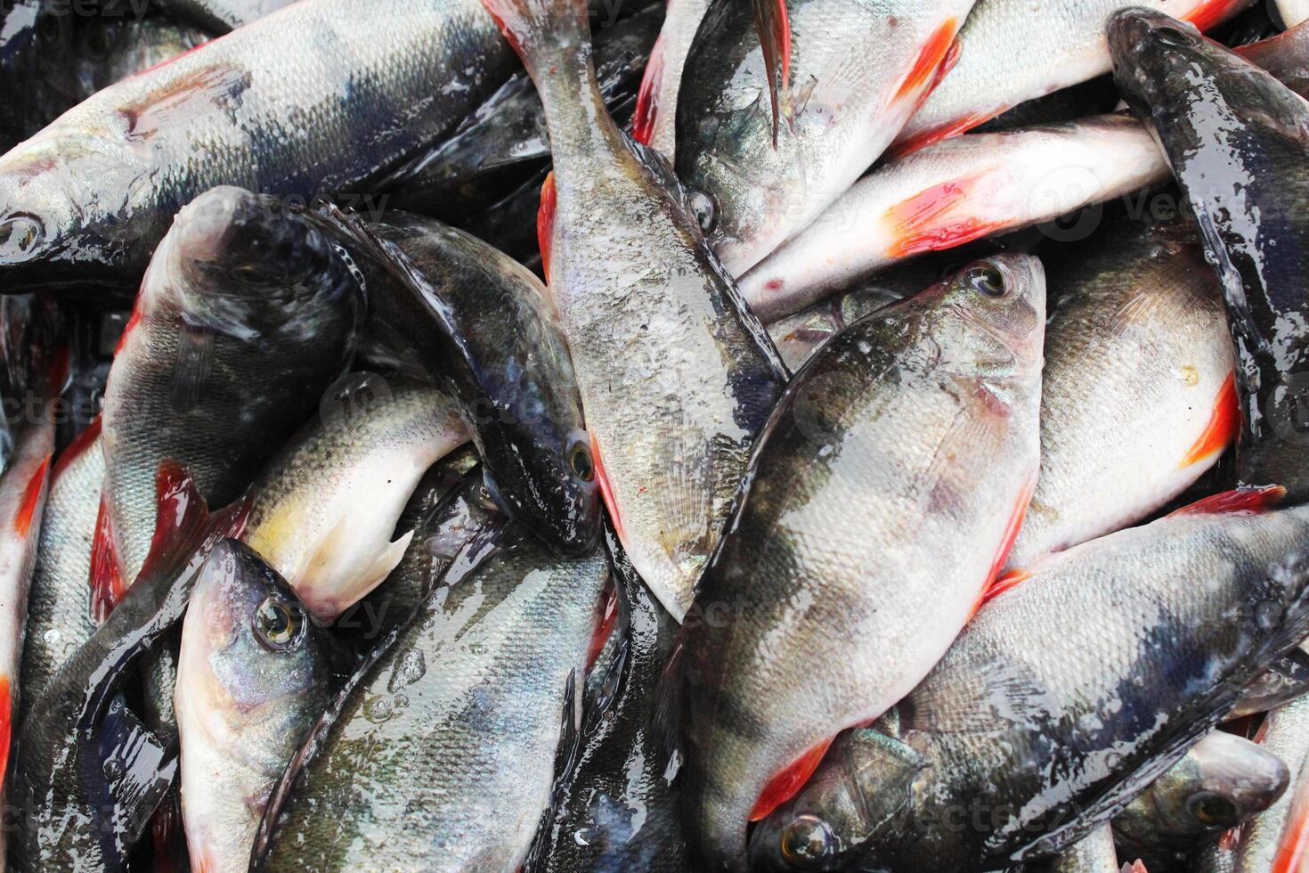 Red mullet fish close-up lying in bulk. Red mullet fish background photo