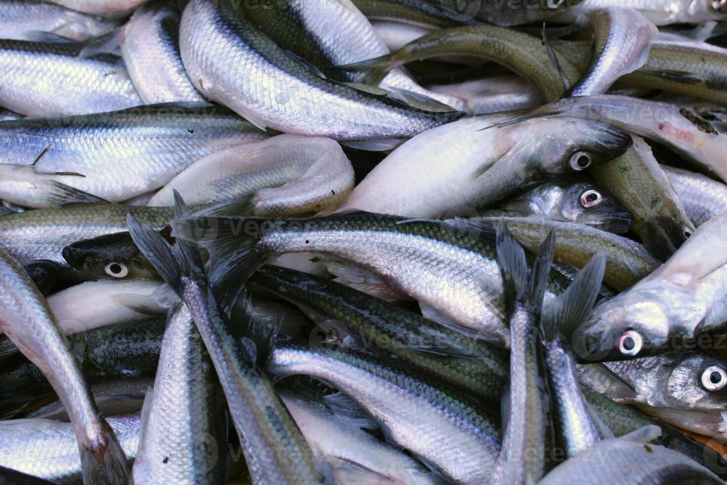 Background of small sprat fish close-up. Fish background. Benefits of fish photo