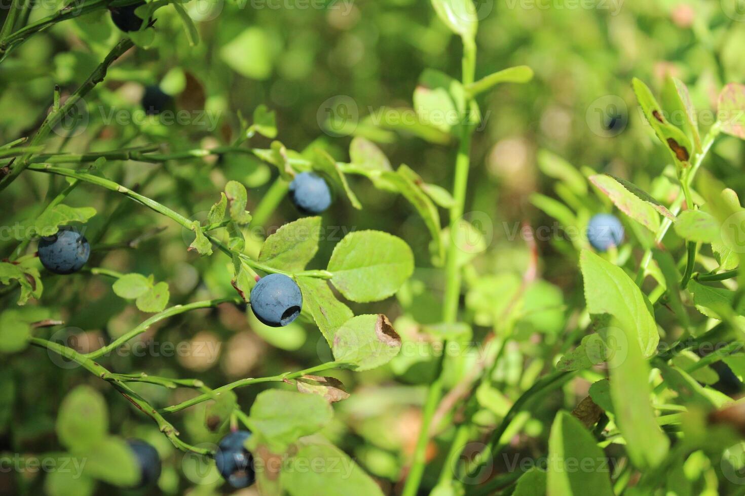 Wild berry on a bush in the forest. How a berry grows in the forest. Seasonal Berries and Fruits photo