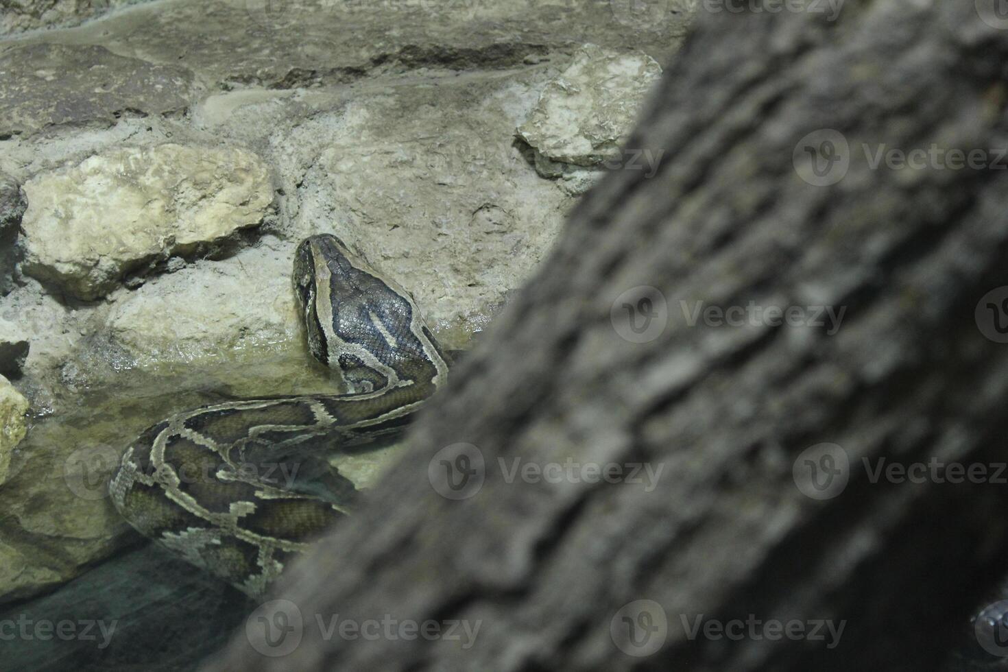 Reticulated python behind a tree. Reptiles reptiles in nature. Dangerous poisonous animals photo