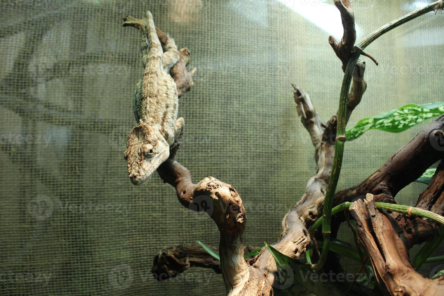 A gray chameleon porcus sitting on a branch in the zoo. Funny Animals photo