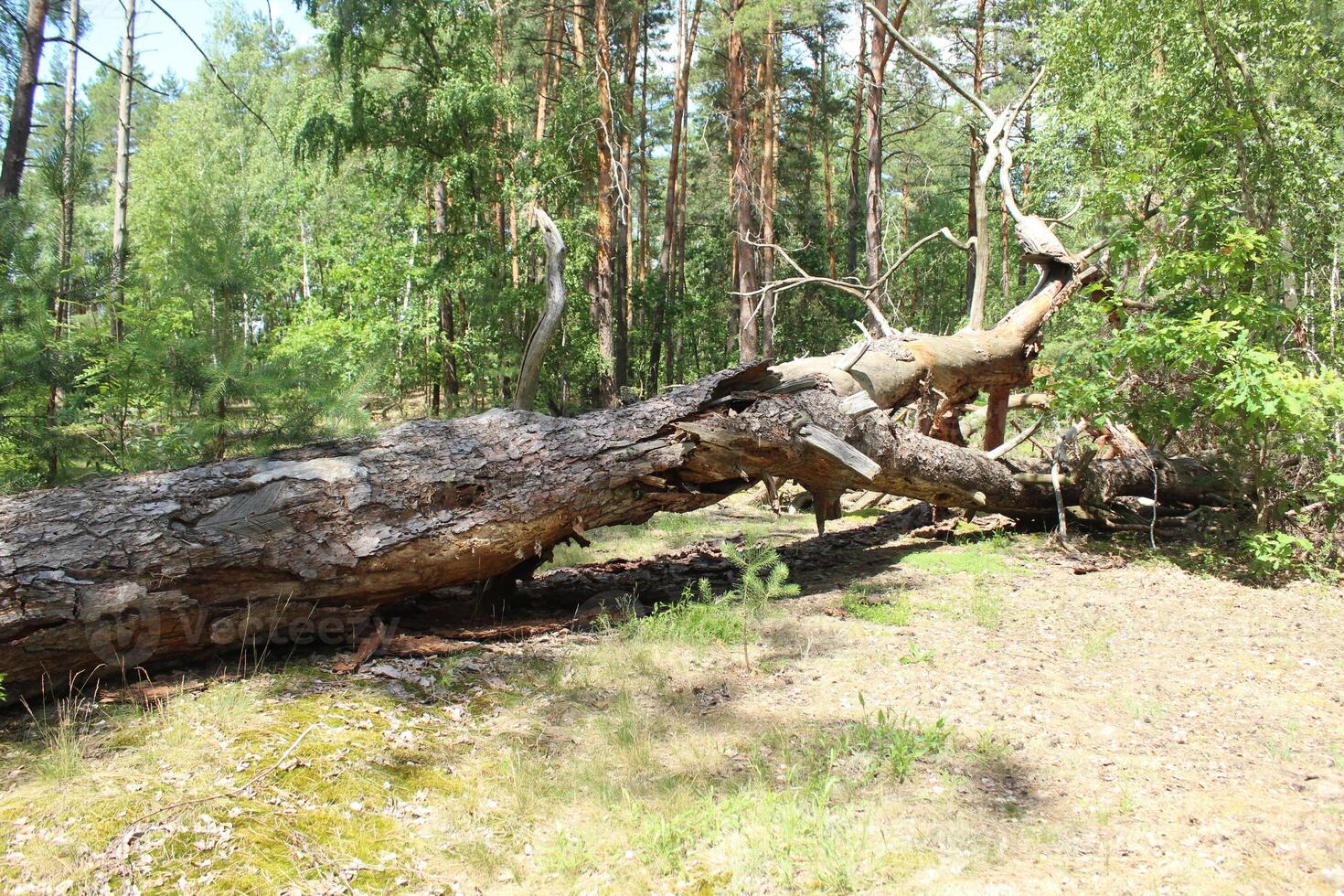 A fallen tree in the forest after a storm. The concept of destruction of natural disasters photo
