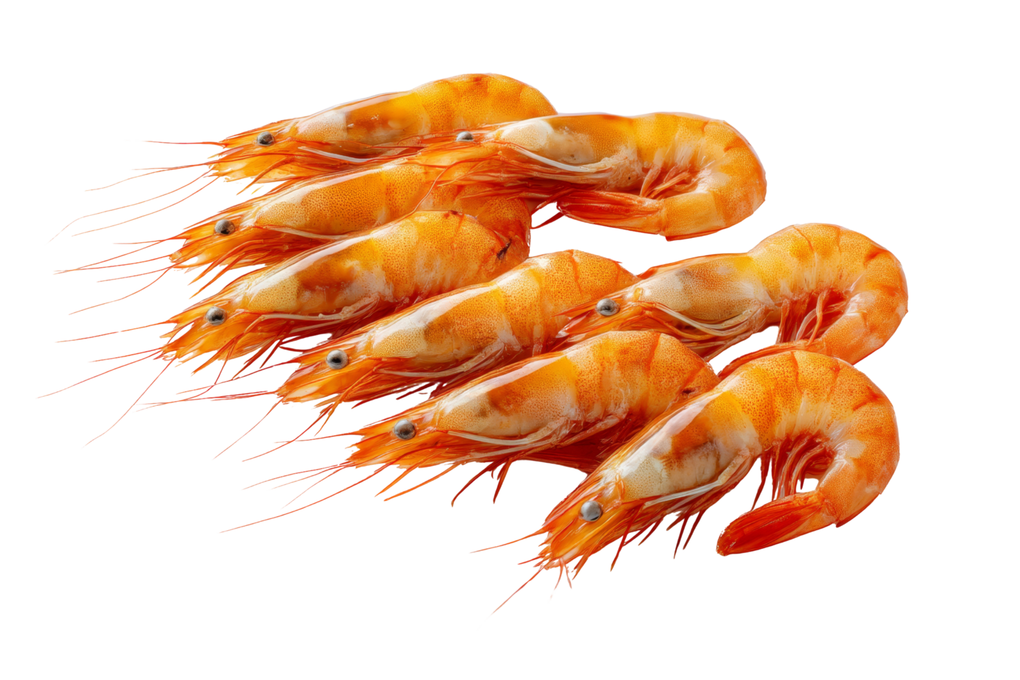 Shrimp harvesting ocean seafood bliss png