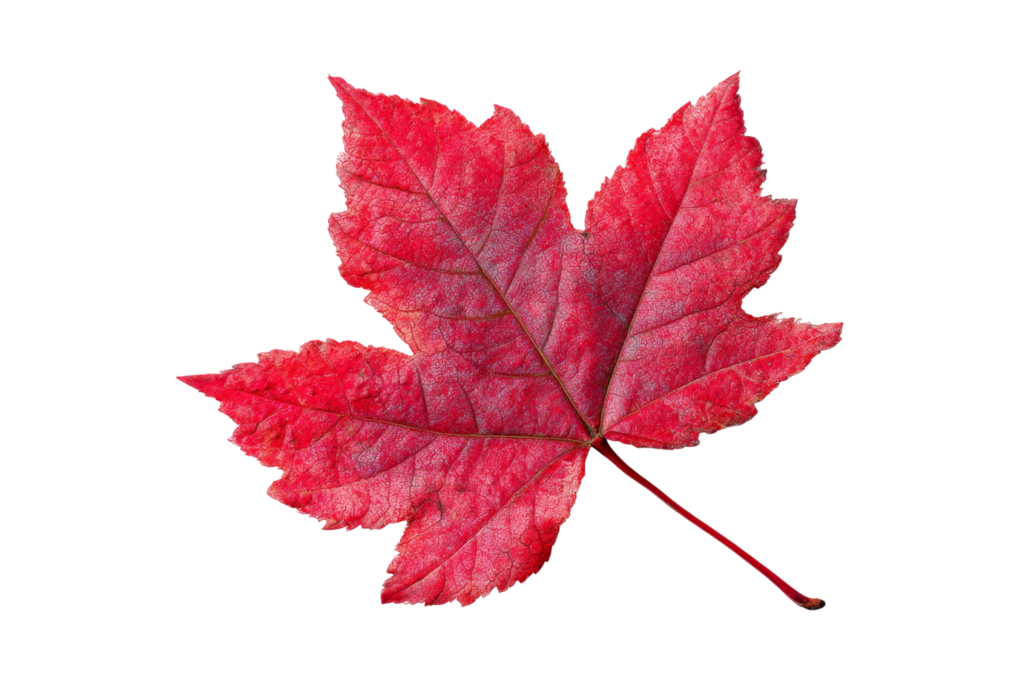 Nature's autumn leaf close-up png
