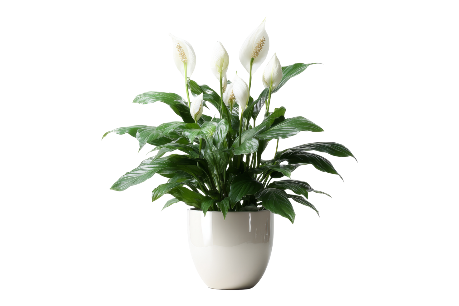 Peace lily a touch of serenity png