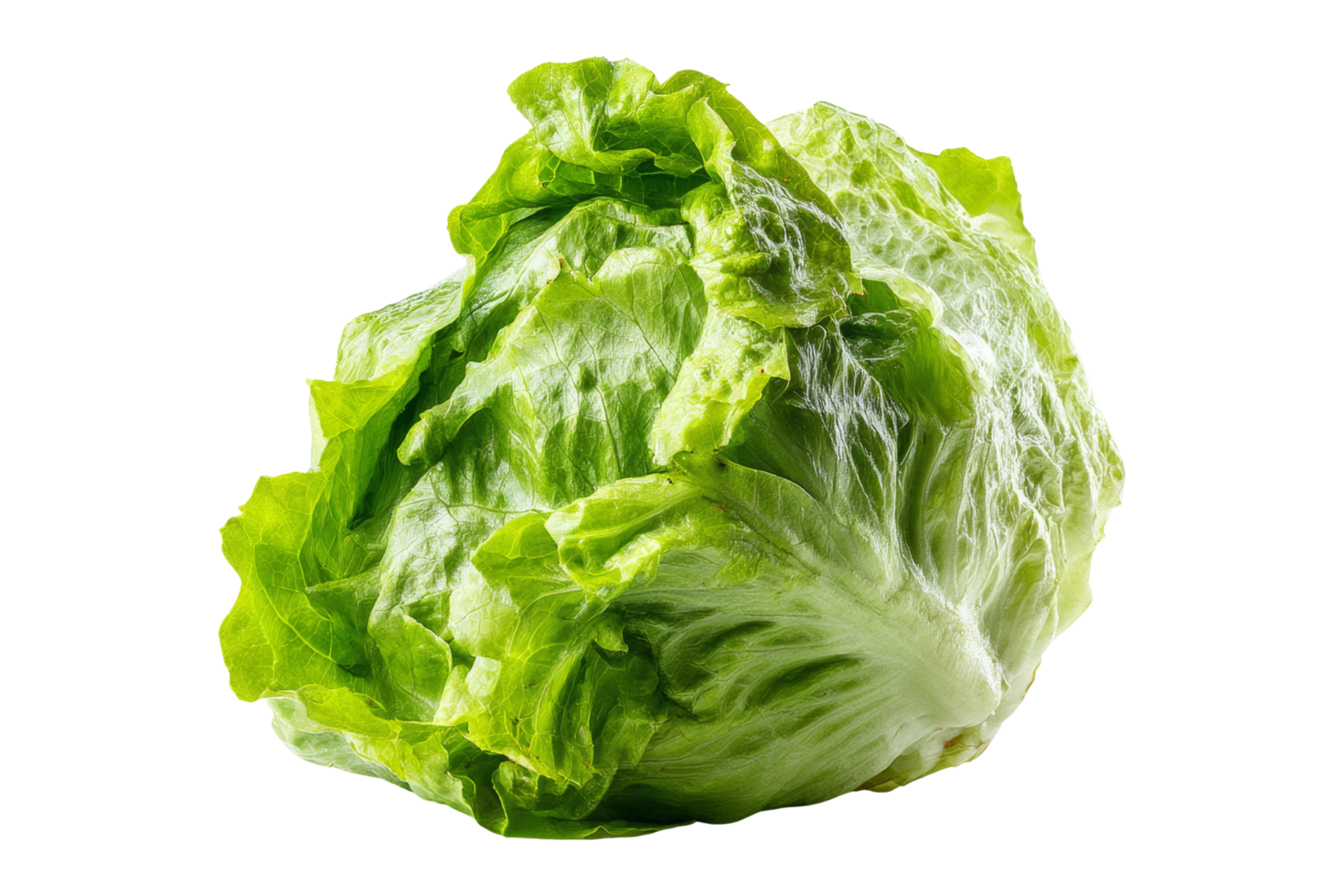 Harvesting organic lettuce close-up png