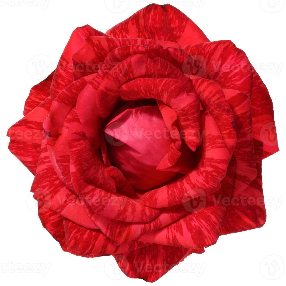 A close up of the top of a red rose flower with visible veins on the petals, shot from above photo