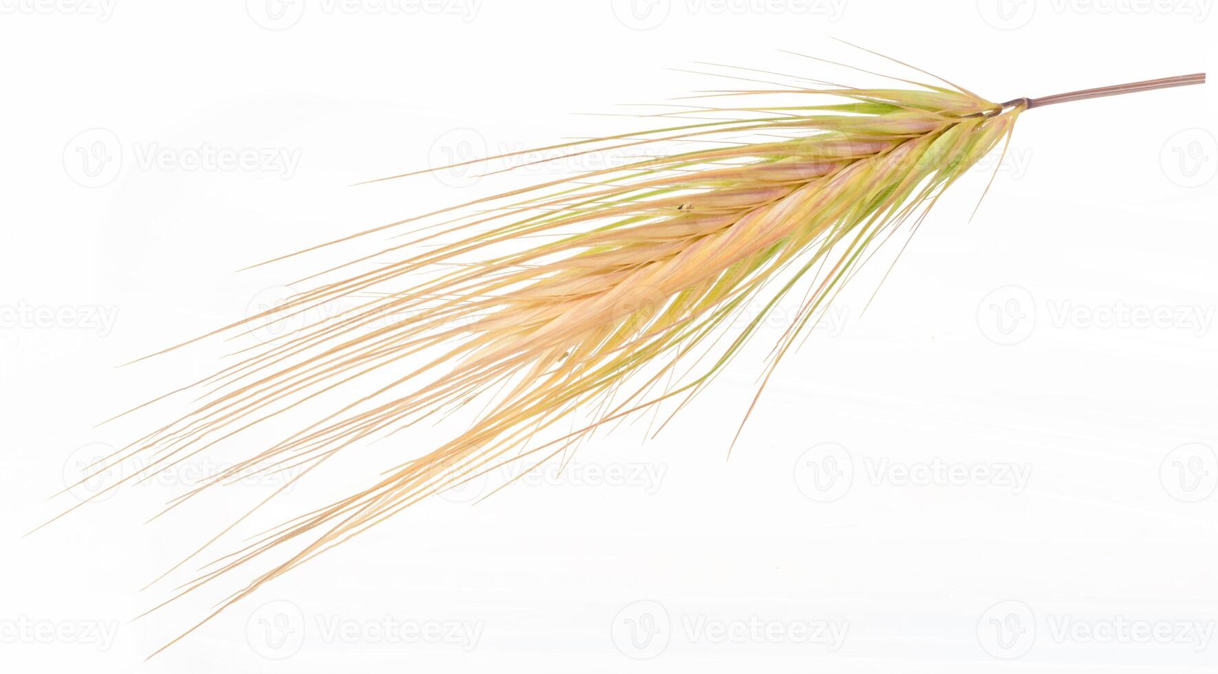 Light green and yellow foxtail grass seed head, a common weed, with long, delicate awns, isolated background photo
