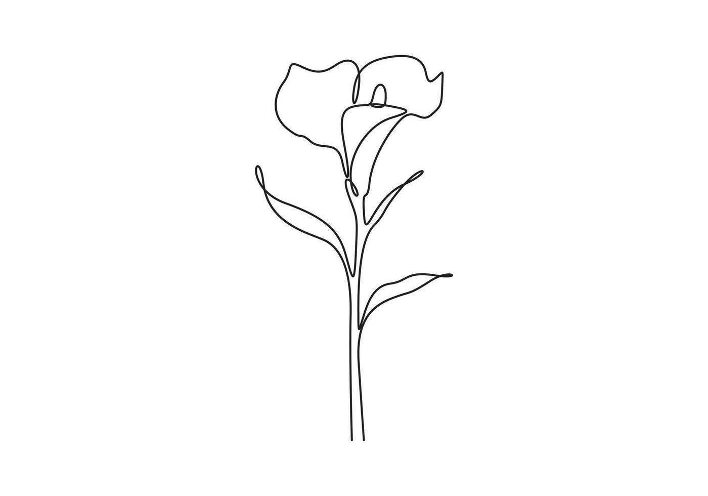 Calla lily single line art graphic illustration vector