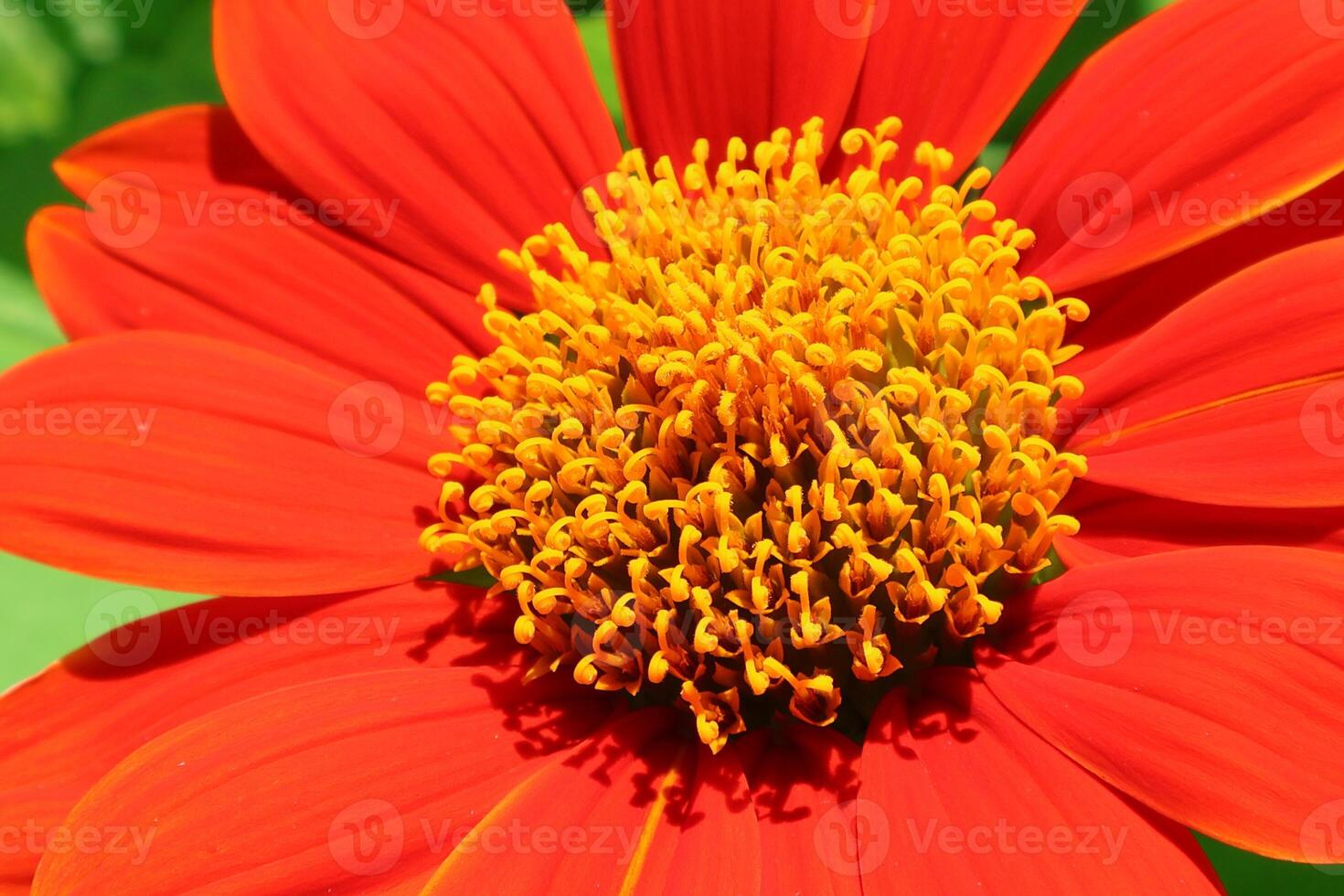 Orange flowers bloom in a public park in Bangkok, Thailand. photo