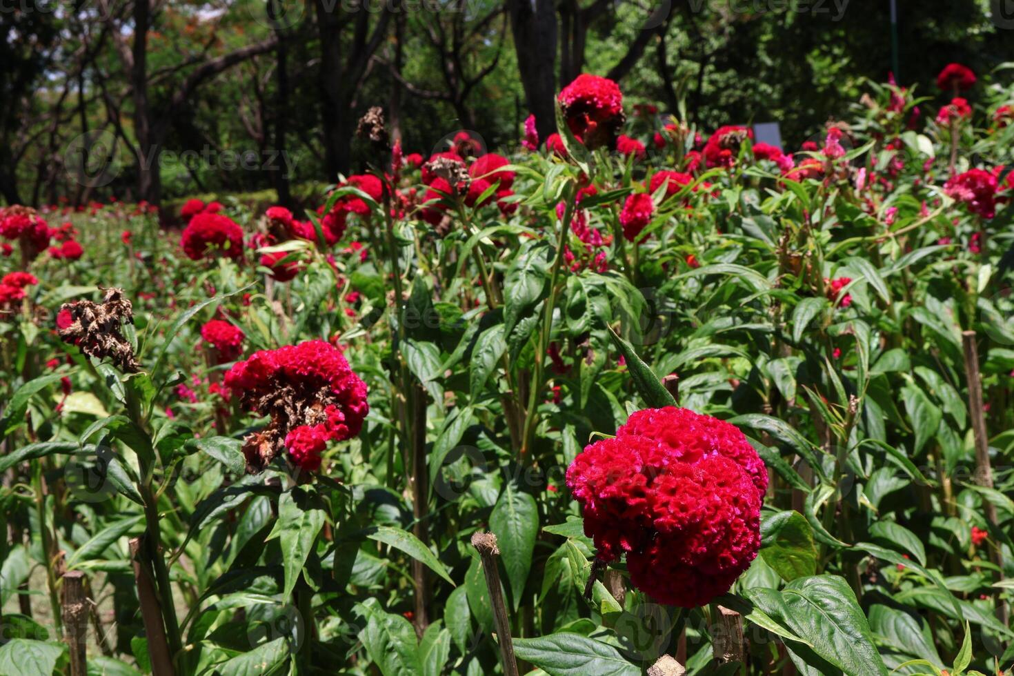 Field of red cockscomb flowers in full bloom photo