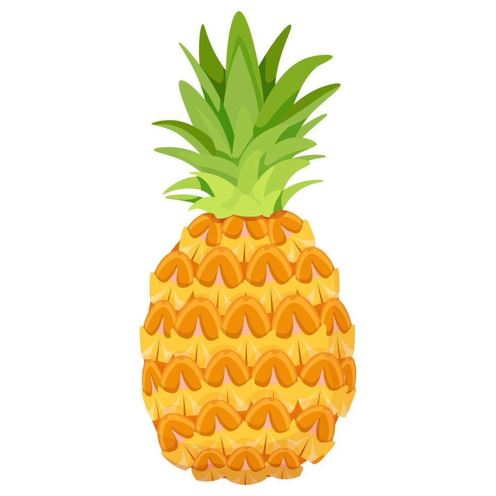 Natural whole pineapple fruit with leaves vector