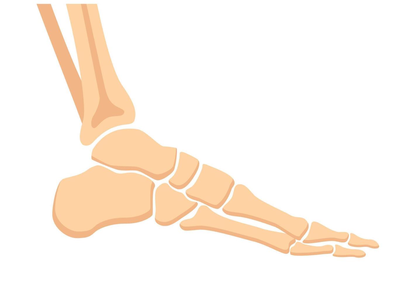 Human foot bones. Image of metatarsus bones and toes. Medical shot. illustration. vector