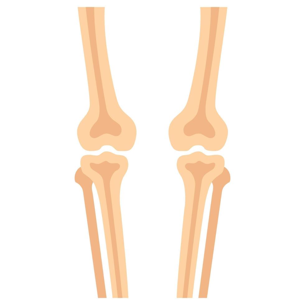 Human knees bones and joints, examination and diagnosis. Healthcare and rheumatism analysis, physical care in hospital or clinics. illustration. vector