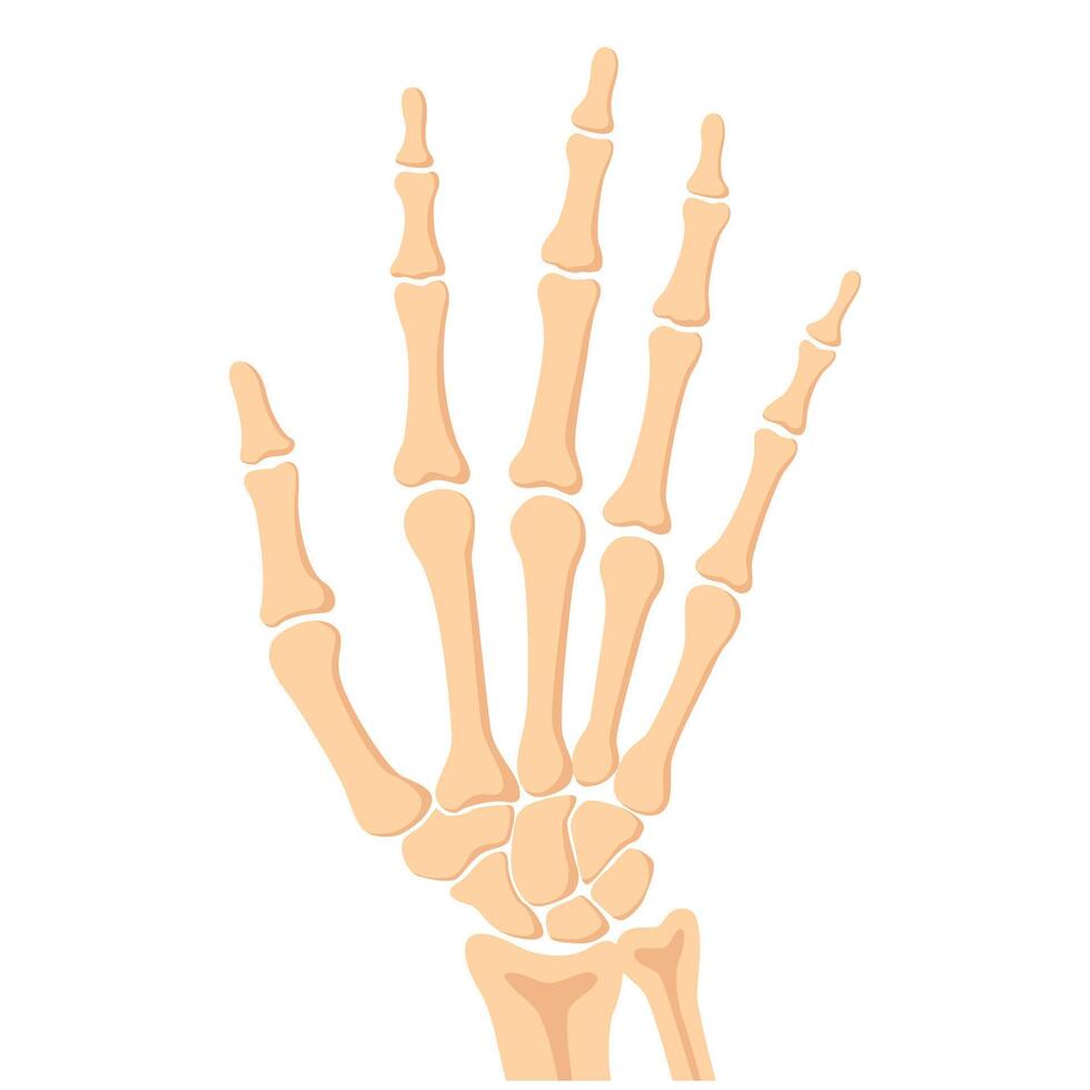 Human hand bones, front view. Medical anatomy. Arm checking healthcare joint palm finger exam. vector