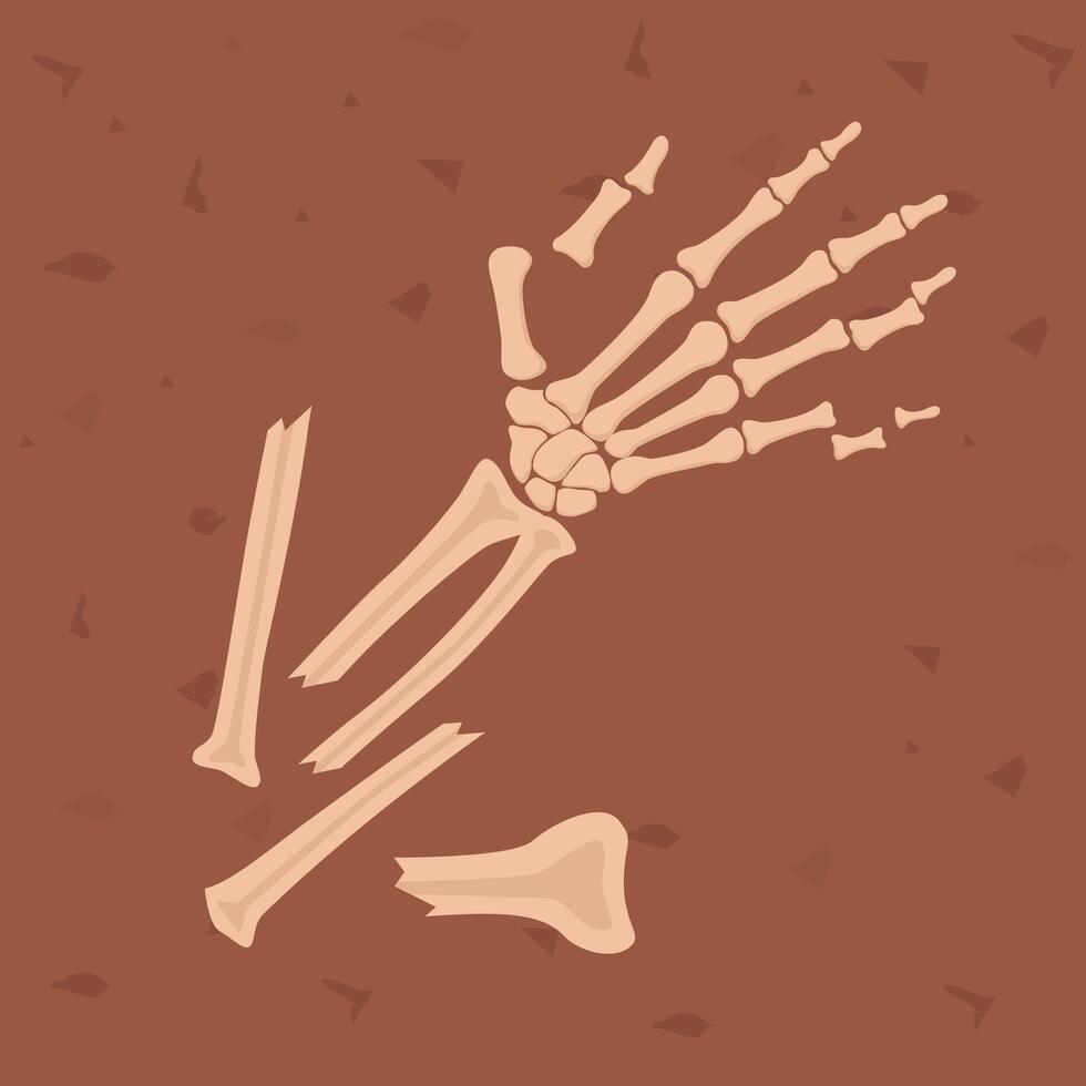 Human hand bones. Archaeological find. Historical value. Image for books, articles, posters, archeology, history of past, excavations presentations. vector