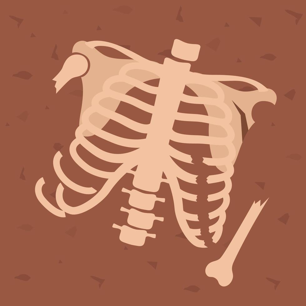 Human skeleton chest. Archaeological find. Historical value. Image for books, articles, posters, archeology, history of past, excavations presentations. vector