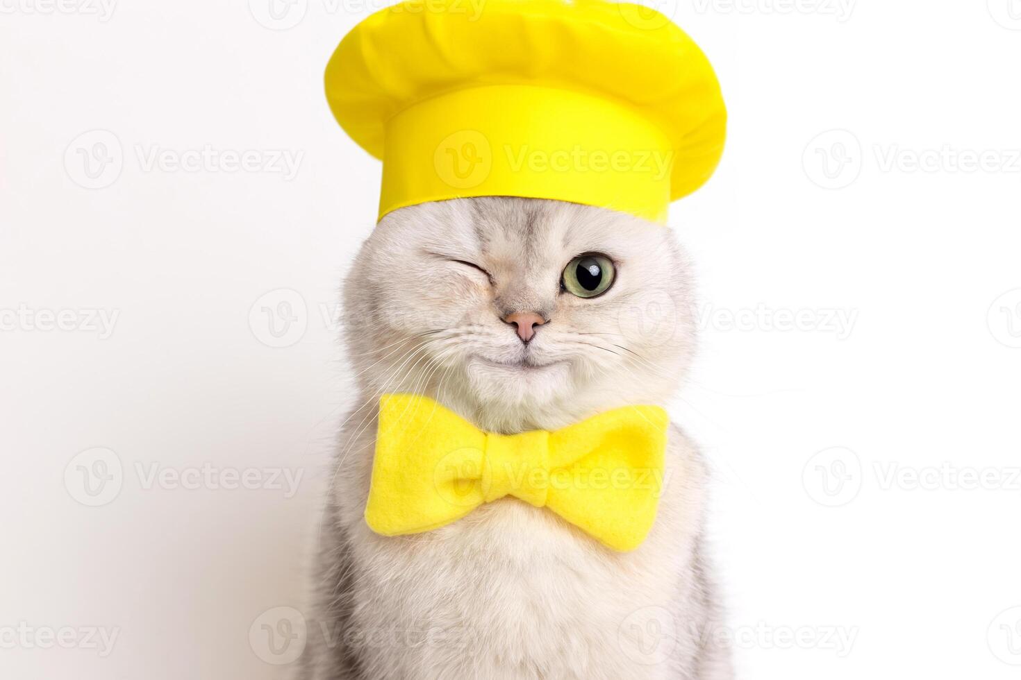 Cat in yellow chef hat and bow tie winking on white background. photo