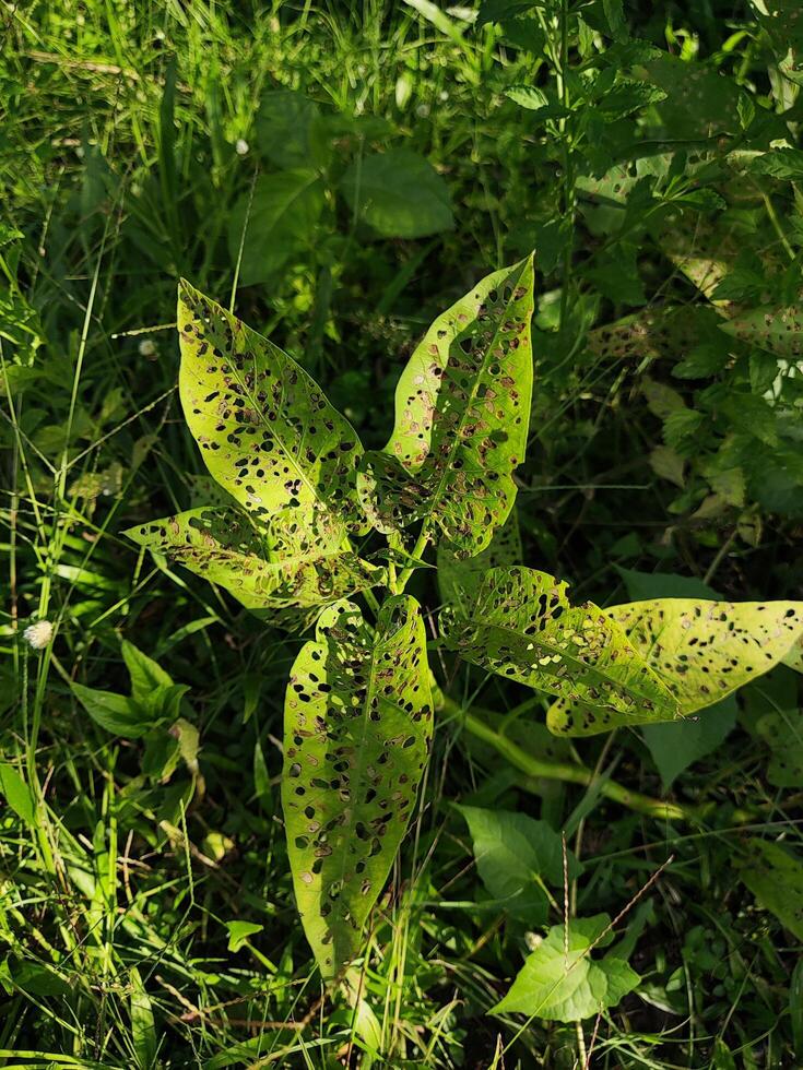 Close-up of leaves showing signs of insect damage and disease in a garden. photo