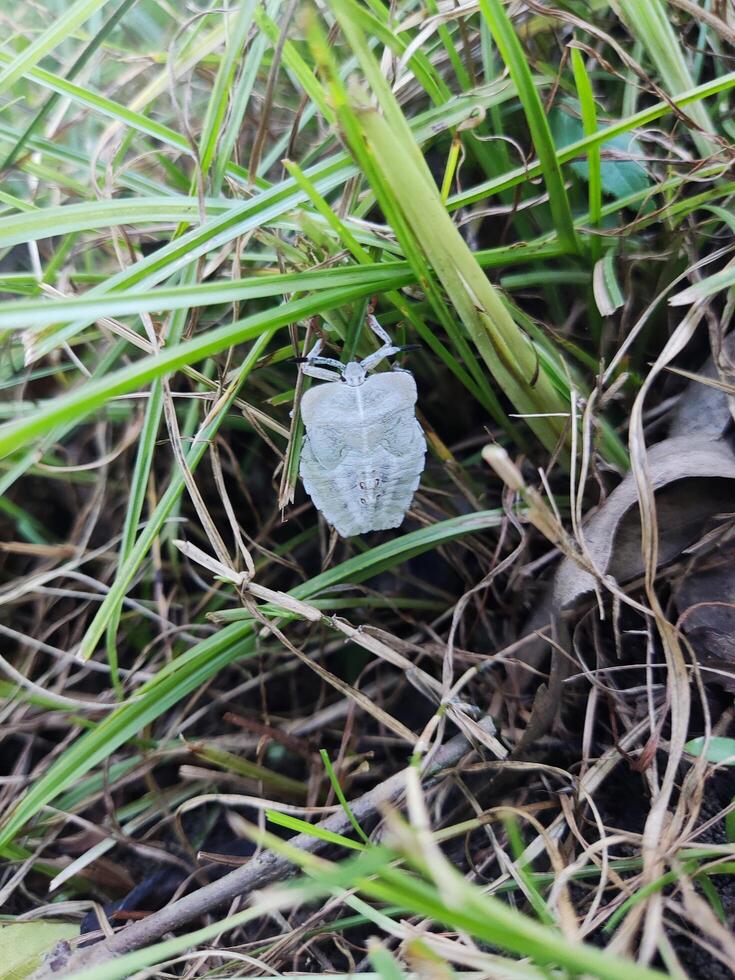 Stink Bug Camouflaged in Grass photo