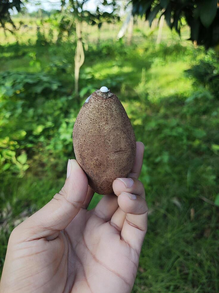 Hand Holding a Ripe Sapodilla Fruit Outdoors photo