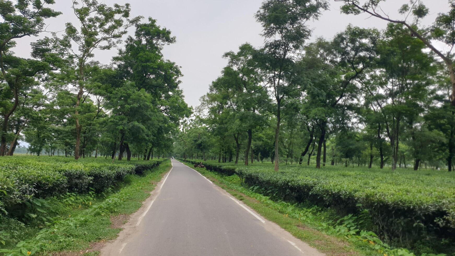 Jaflong Tea Garden Road a Peaceful Journey Through Green Plantations and Hills photo