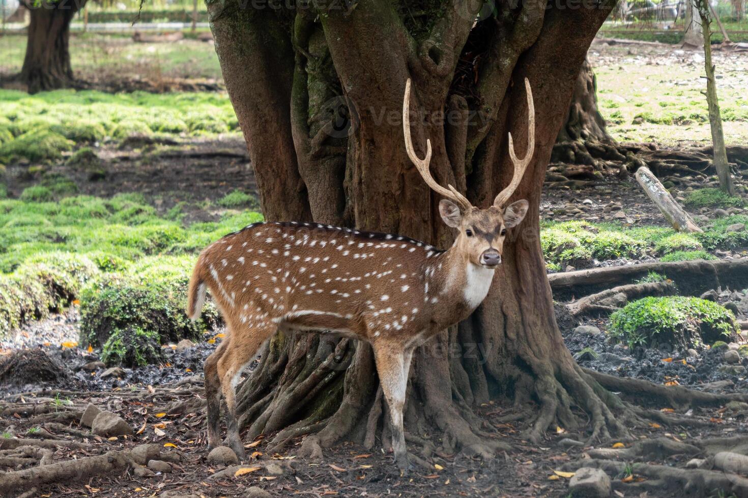 A spotted deer stands alert beside a large tree photo