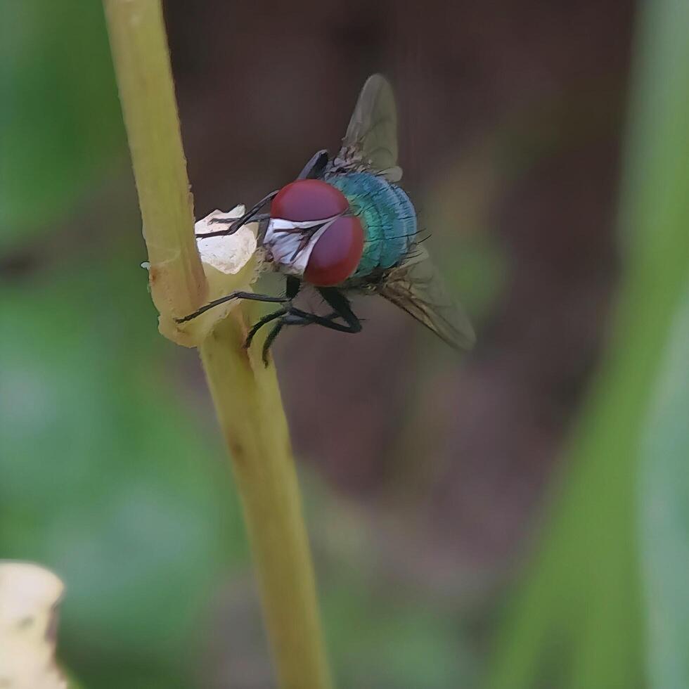 Nature's Helicopter in Miniature photo