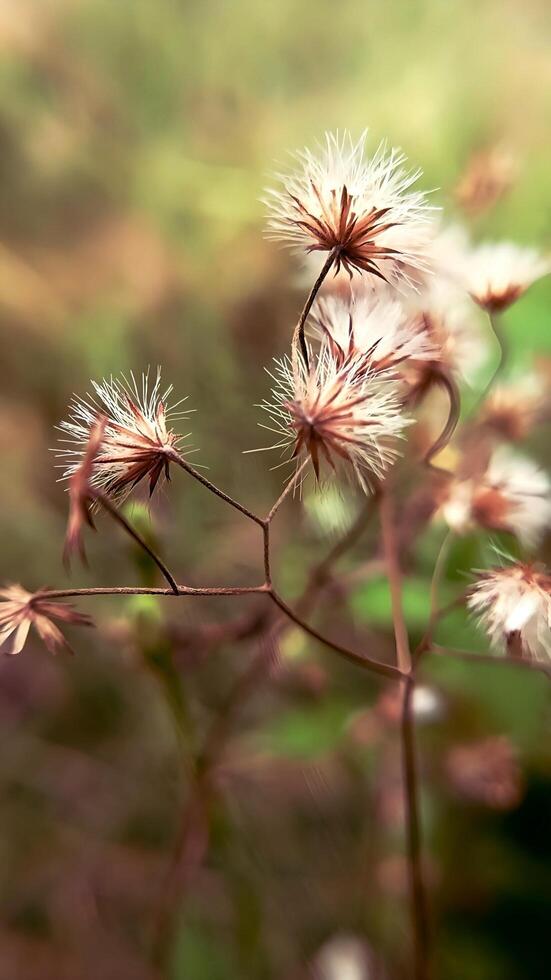 a close up of some brown flowers photo