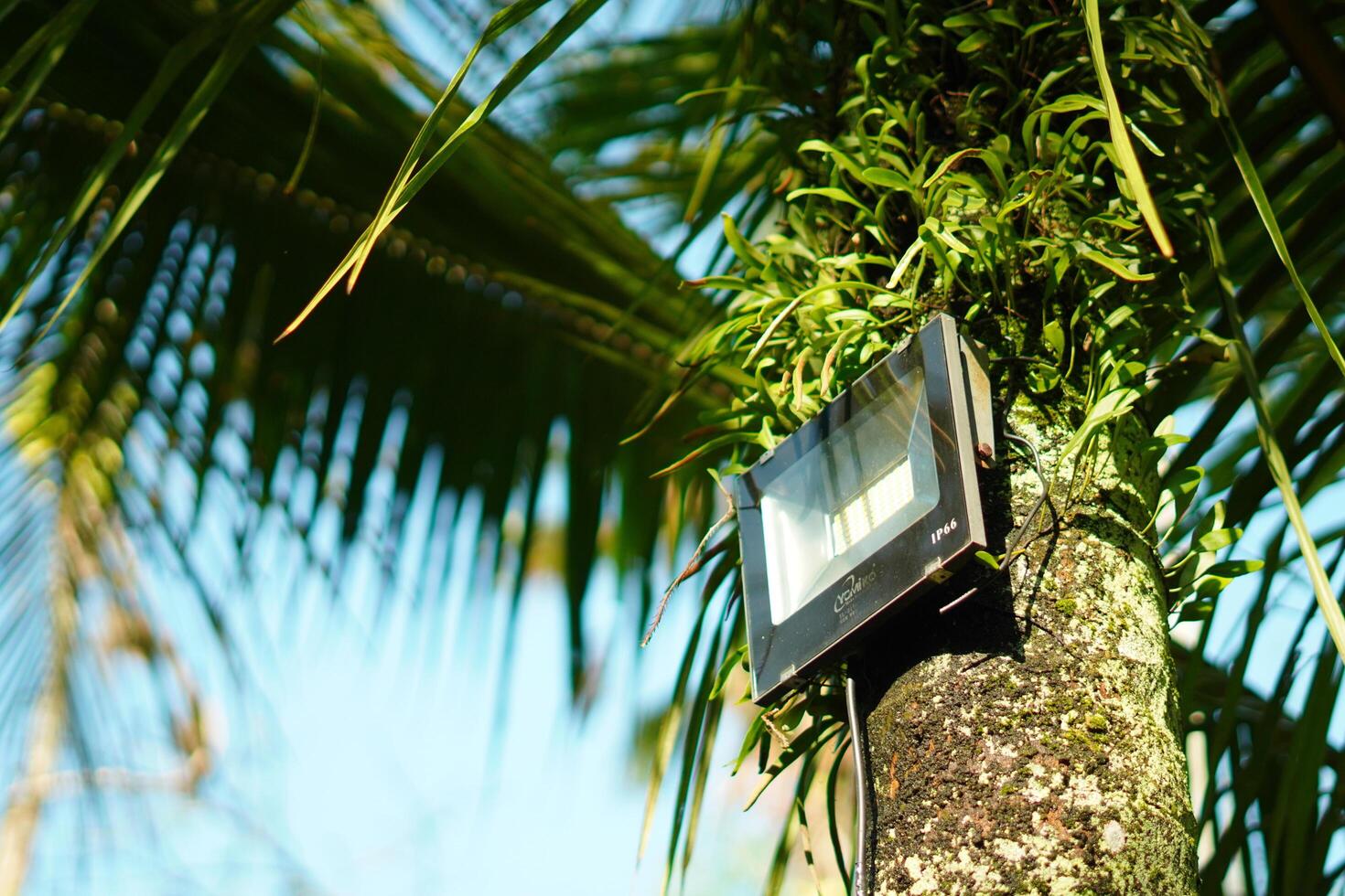 Garden light is placed on palm tree trunks photo