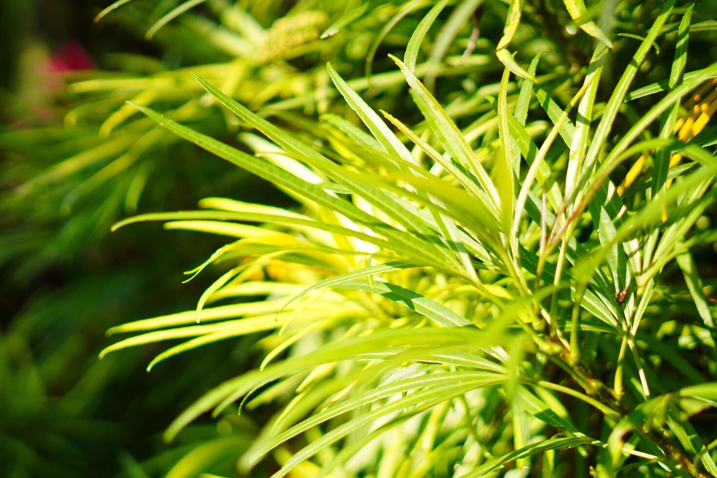 Long, narrow light green leaves exposed to morning sunlight photo