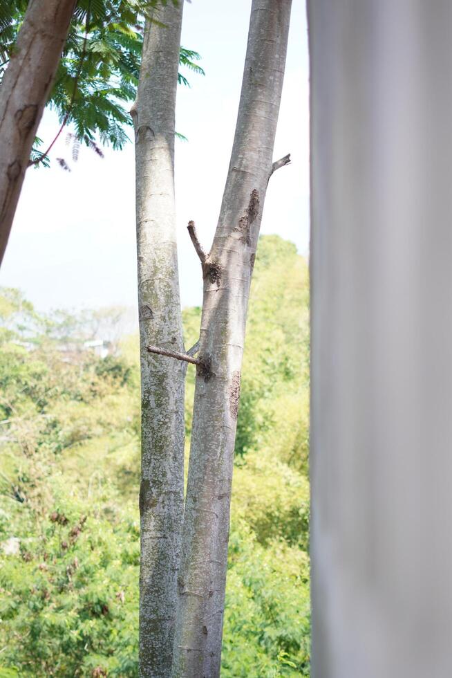 Two tree trunks growing close together with small trunk buds and background of trees on a bright sunny day photo