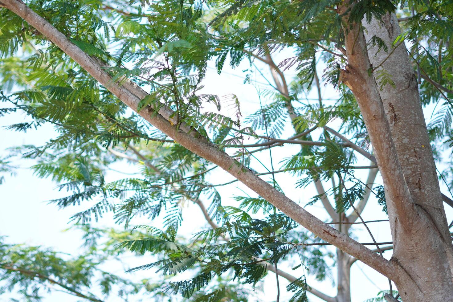 Tree trunk with dense leaves and also a clear sky during the day photo